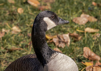 Close up image of a Canada Goose standing at attention on a sunny day. The portrait is from the neck up. The texture of the black and white feathers and beak is vivid. 