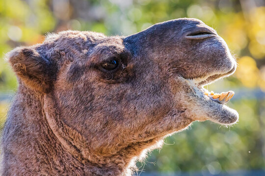 Close up  portrait of a brown camel's head. It's mouth is open and the yellow bottom teeth protrude, creating a humorous picture. 
