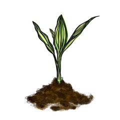 Vector illustration of a small sprout in color