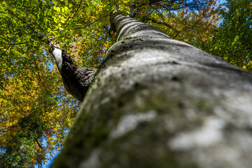 old stone wall and tree