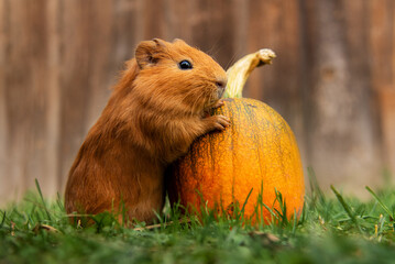 Little guinea pig with a pumpkin