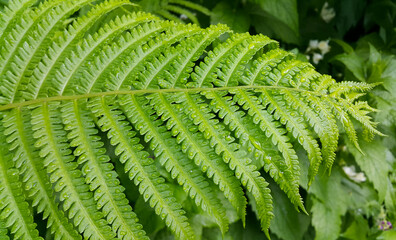 Fresh green foliage of fern bush with water drops