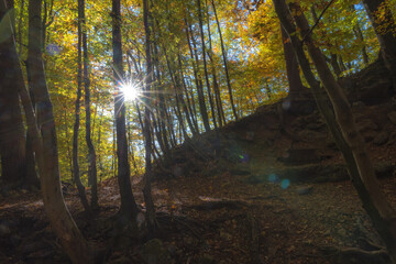 Fototapeta premium sun rays in the forest