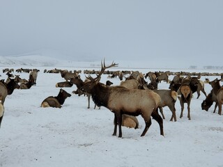 Wyoming Animals