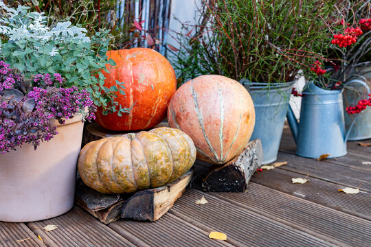 harvest of pumpkin. Vintage iron lantern, heather in pots,autumn scene outdoor. Fall vintage street decor. Stylish candle lantern and pumpkins on stairs,european city street. Happy Thanksgiving