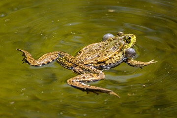 Common frog, Rana temporaria, single reptile croaking in water