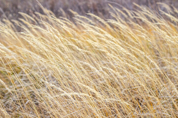 the grass sways in the wind