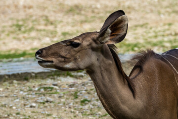 The common eland, Taurotragus oryx is a savannah antelope