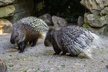 Indian crested Porcupine, Hystrix indica in a german nature park