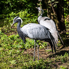 Demoiselle Crane, Anthropoides virgo are living in the bright green meadow during the day time