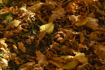 Autumn oak leaves and acorns on the ground in rays of sunlight