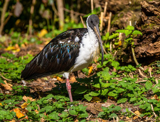 Straw-necked Ibis, Threskiornis spinicollis in the zoo