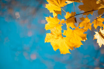 Naklejka na ściany i meble Autumn maple leaf on blue sky background