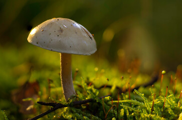 Beutiful mushroom in forest at autumn time