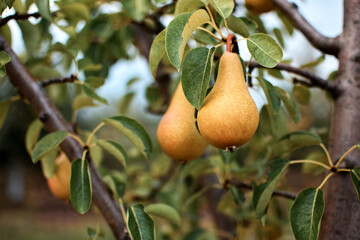 Ripe pears on tree. Juicy pears in orchard