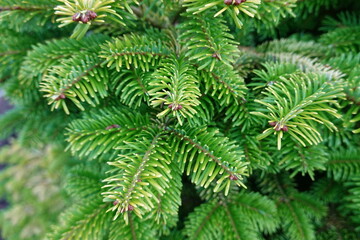 Abies nordmanniana 'Golden Spreader' is a bright gold selection of Nordmann fir.
