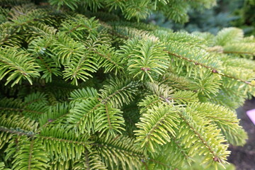 Abies Nordmanniana, the Nordmann fir or Caucasian fir, is a fir indigenous to the mountains south and east of the Black Sea, in Turkey, Georgia, and the Russian Caucasus.