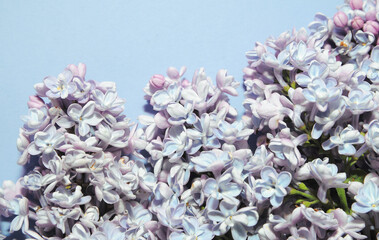 blossoming spring pattern with violet lilac
