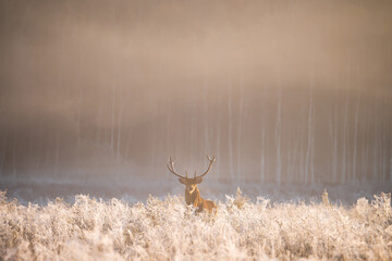 Red deer in autumn frosty morning