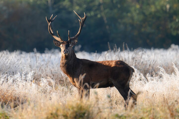 Male red deer in the morning