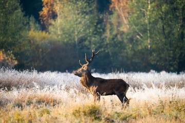 Red deer in autumn morning landscape