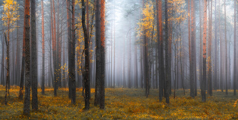 Autumn forest with fog