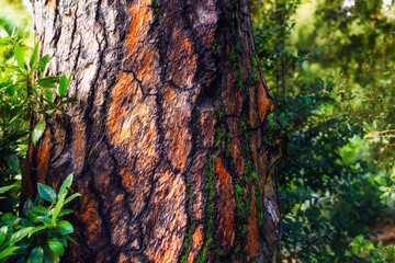 Coniferous bark in sunlight. autumn