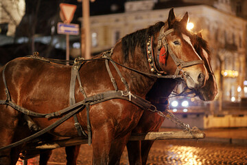Horses in harness for ride in european city street. Christmas time, winter holiday fair in...