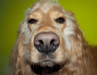 close to the head of an English cocker spaniel on a green background. the dog's nose