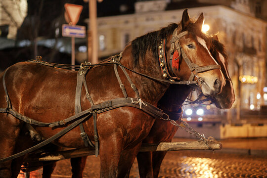 Horses in harness for ride in european city street. Christmas time, winter holiday fair in historical city street. Excursions on carriage rides. Exploitation of animals