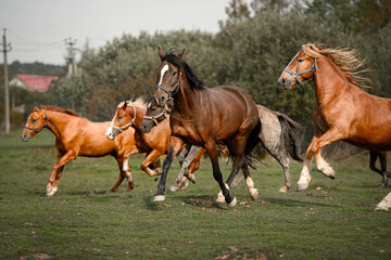 Fototapeta premium a herd of red and bay horses running in a field on a farm