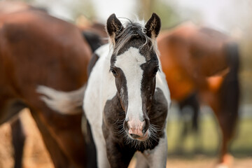 portrait of a piebald foal against the background of other horses
