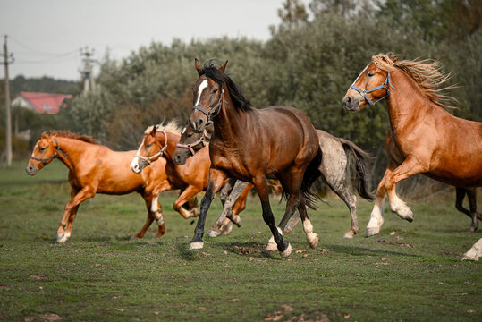 a herd of red and bay horses running in a field on a farm