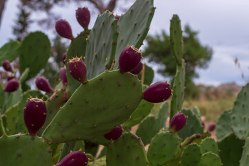 Cactus fruit