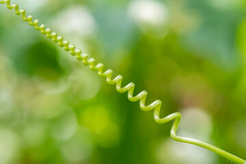 Bryonia alba, tendril of the plant, beautiful background
