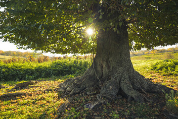 Tree in autumn. Tree in the forest with sunlight among the branches. Old tree.