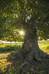 Tree in autumn. Tree in the forest with sunlight among the branches. Old tree.