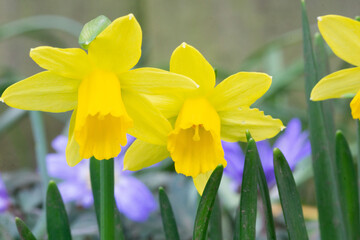 Fototapeta premium Close up of yellow daffodils