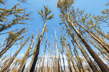 Photograph looking up to the sky through large bushfire affected trees