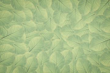 Fototapeta na wymiar Abstract green leaf texture, nature background, tropical leaf