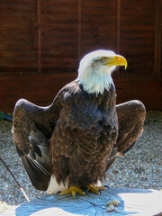 American Bald Eagle