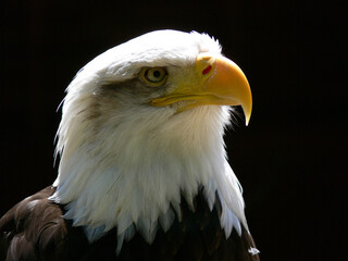 American Bald Eagle