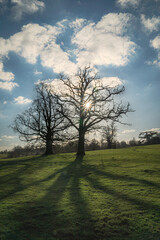 Trees with sun shining through