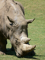 Fototapeta premium Rhinoceros eating grass