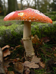 A red mushroom with a white stalk