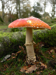 A red mushroom with a white stalk