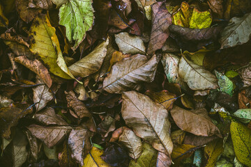 colorful autumn leaves