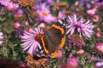 Admiral butterfly (lat. Vanessa atalanta) is a daytime butterfly from the Nymphalide family (Nymphalidae) collects nectar from flowers.