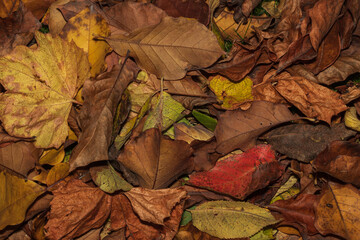 colorful autumn leaves
