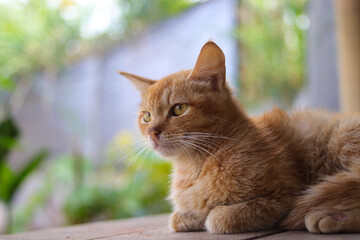 Close-up view of a beautiful yellow cat with defocus abstract is lying down on woods floor in a cabin in the backyard